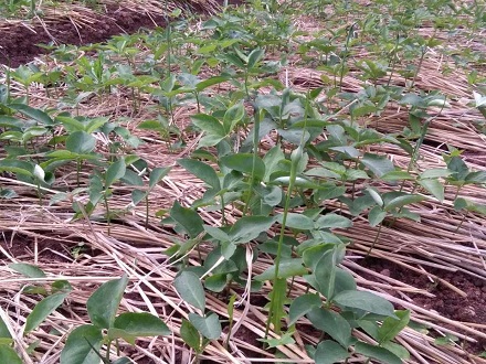 <b>旱半夏種子基地批發</b>